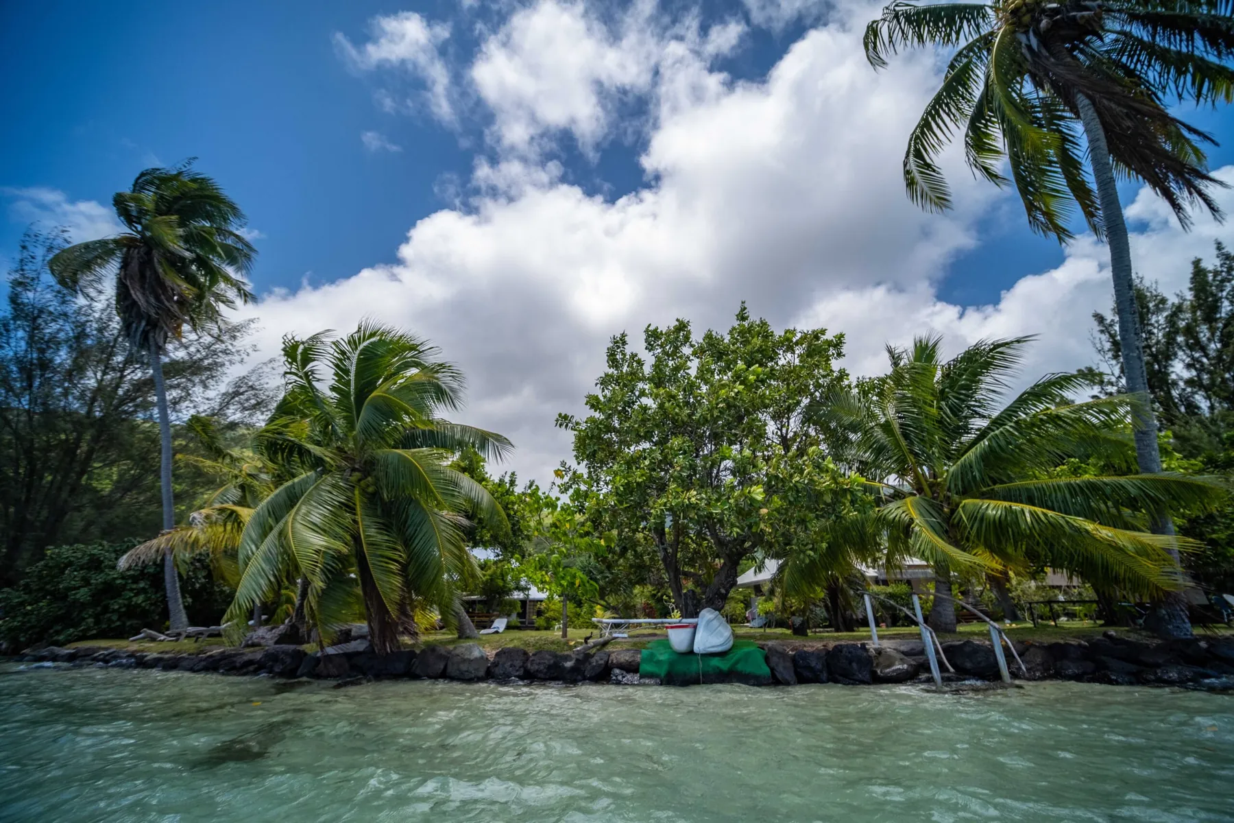 The shore and the coconut palms